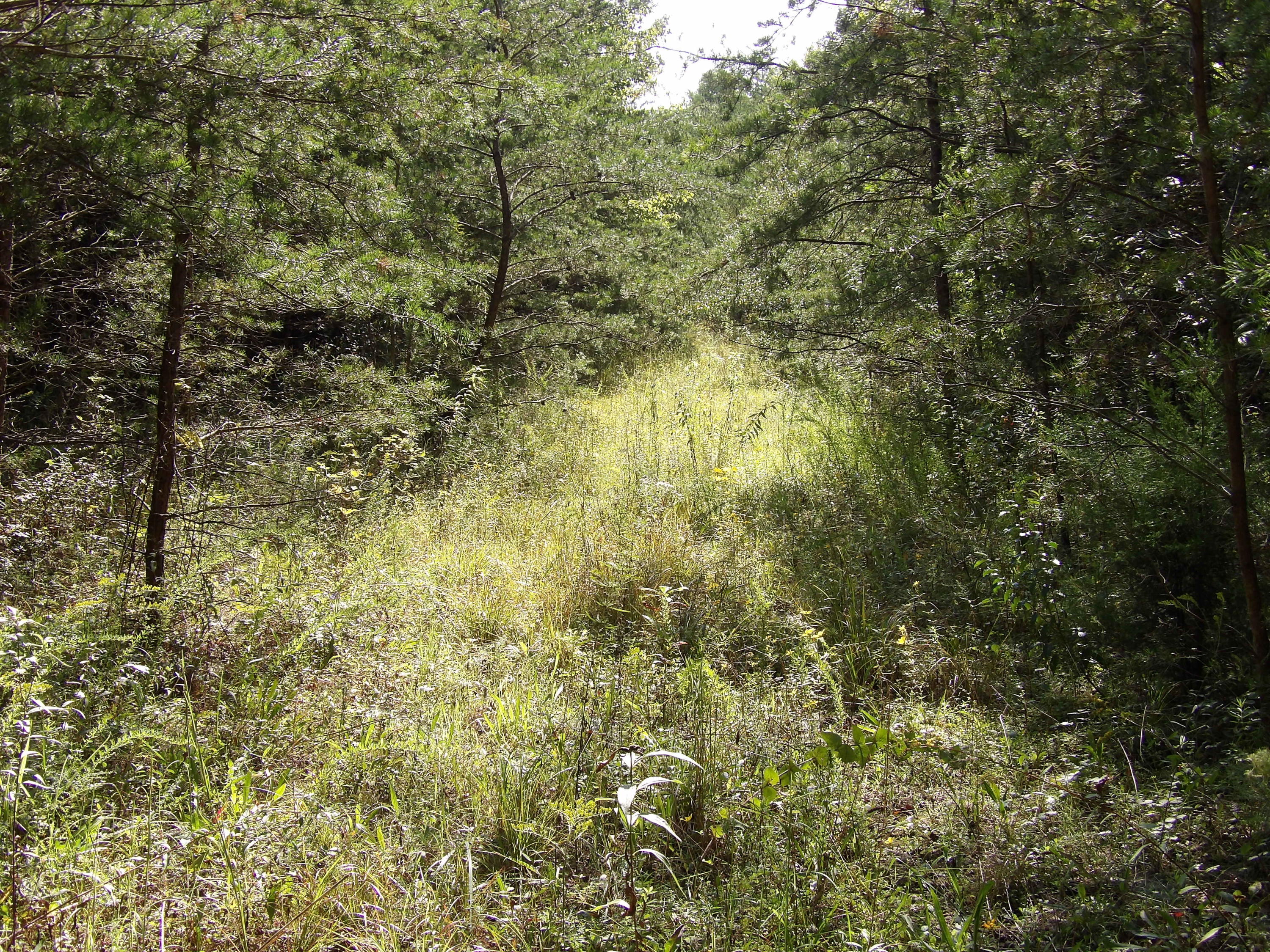 0 Grandview Bluff Road, Unit 2 Spencer, TN 38585 - Photo 8 of 18 100_1460