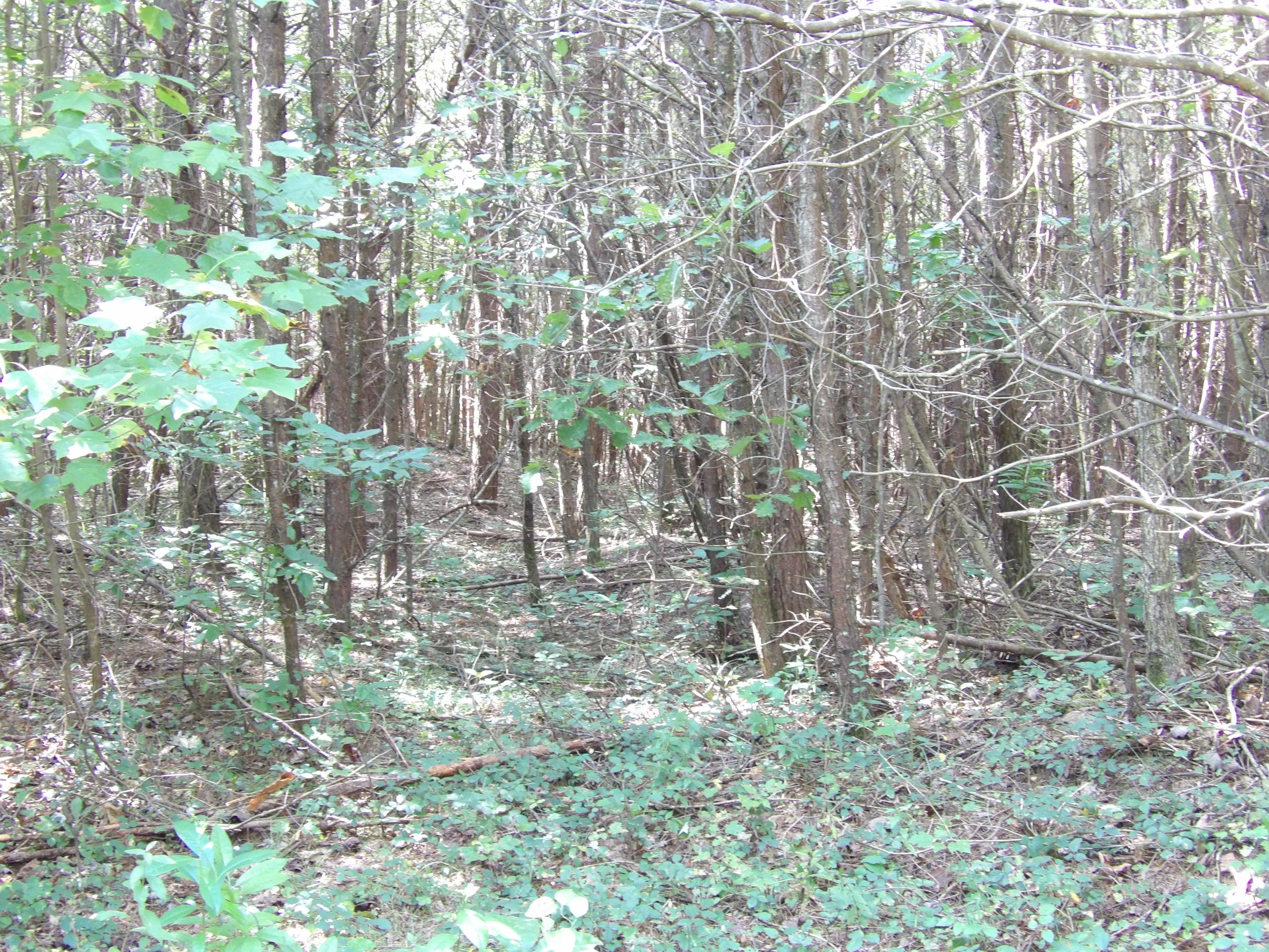 0 Grandview Bluff Road, Unit 2 Spencer, TN 38585 - Photo 10 of 18 100_1462