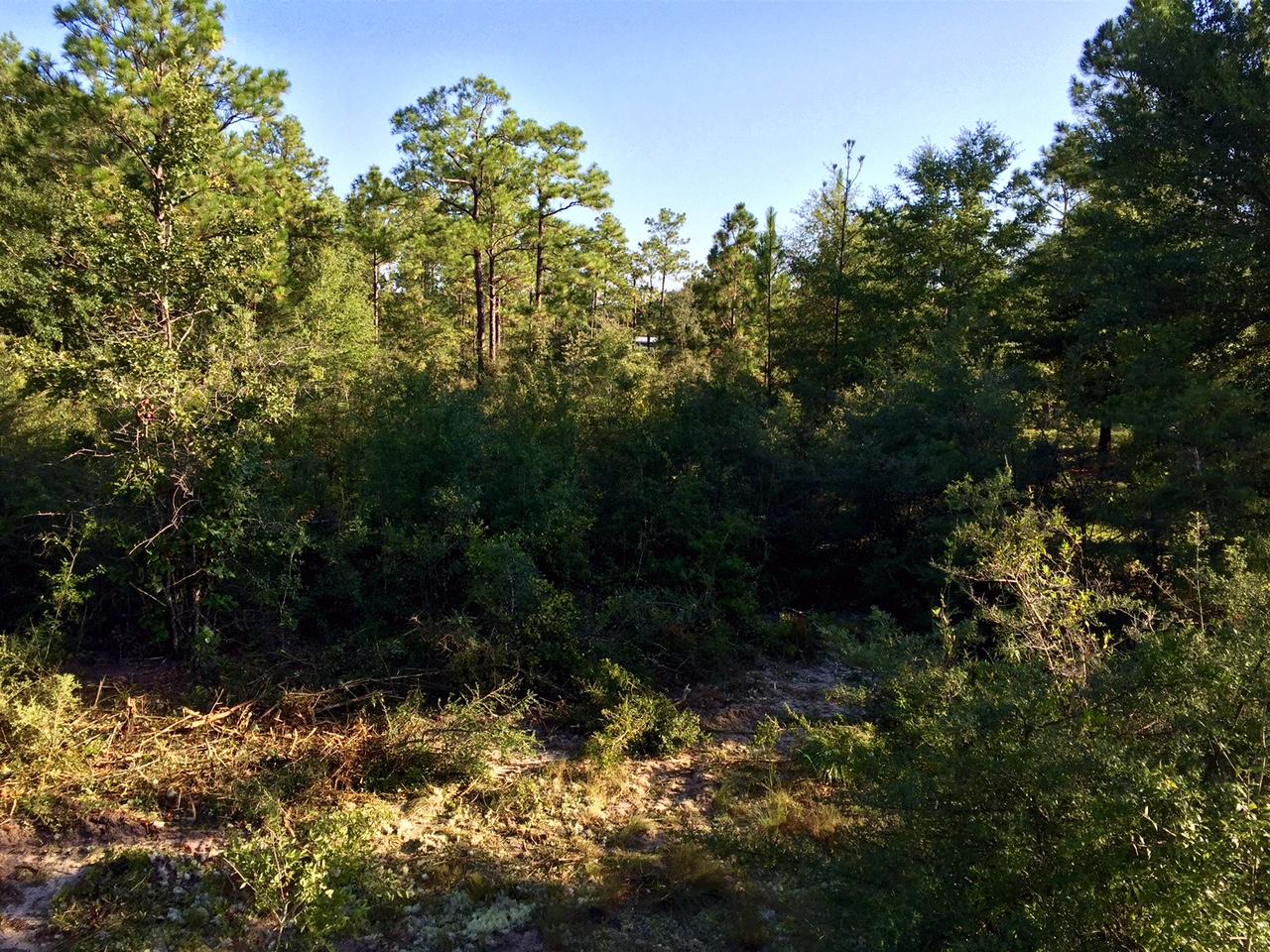 Lot 32 Caswell Road DeFuniak Springs, FL 32433 - Photo 3 of 4 Lot Before