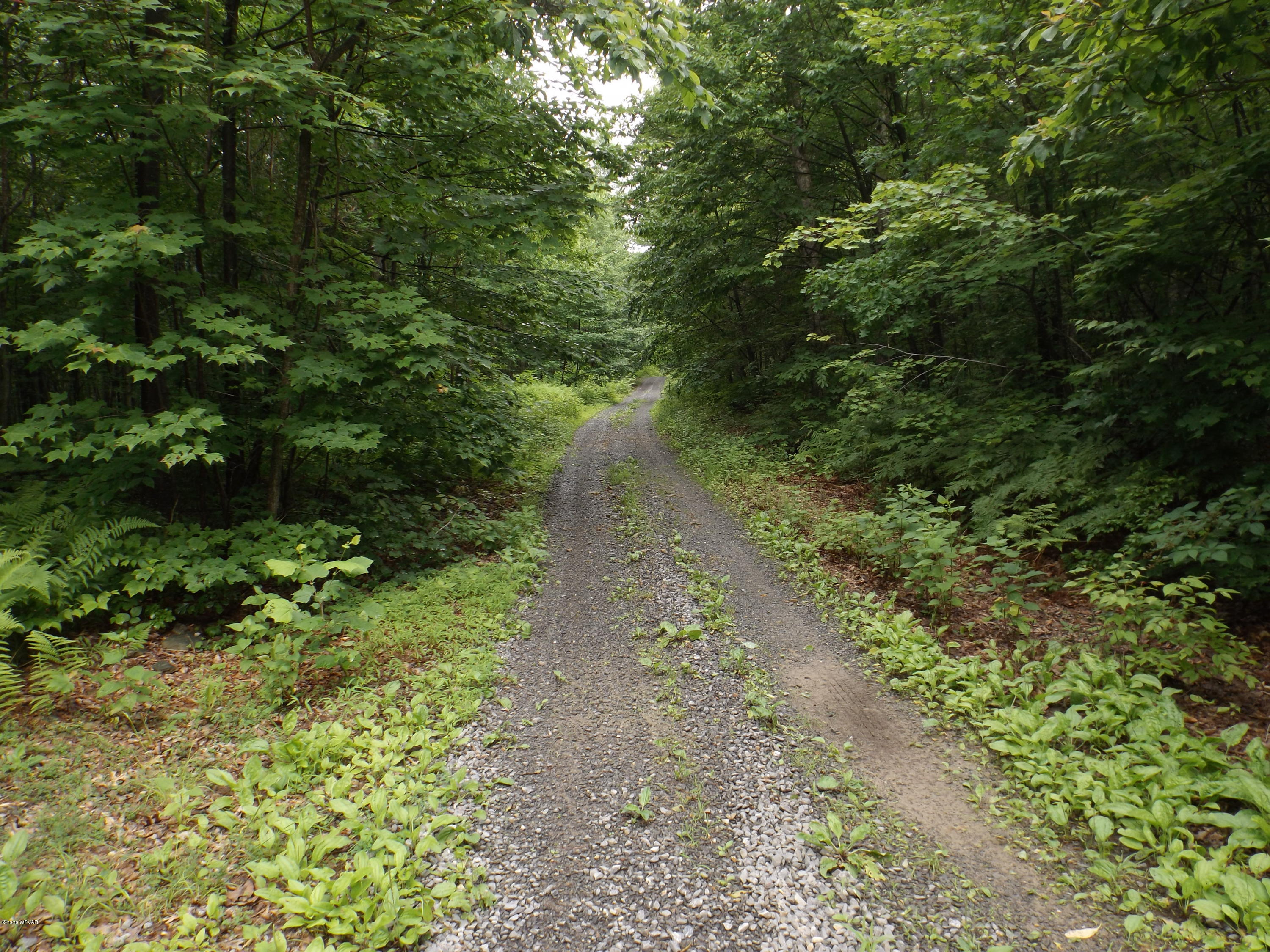626 Bucky Road Renovo, PA 17764 - Photo 2 of 3 Road in