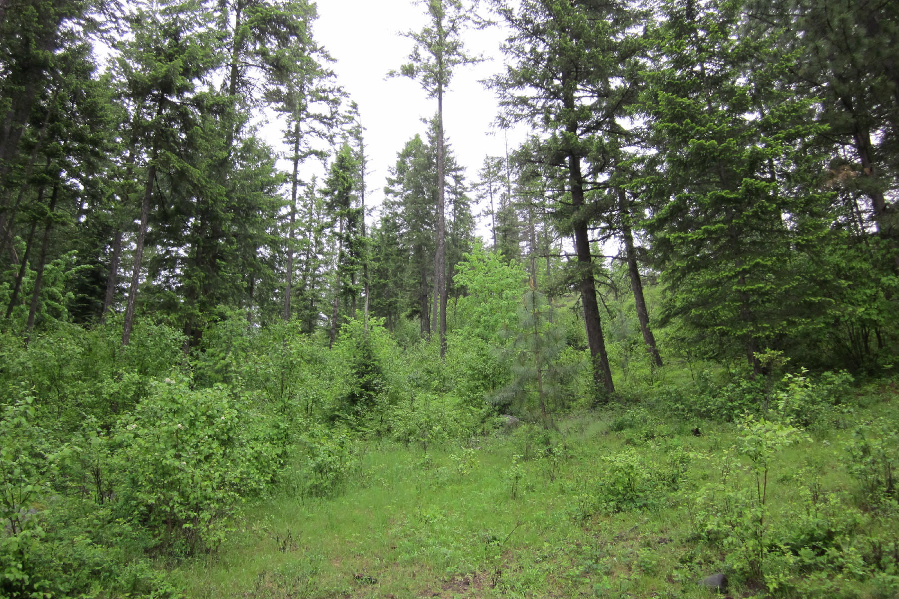 Lot 8 O'Neill Mountain Road Hope, ID 83836 - Photo 1 of 1 Bottom to Top of lot