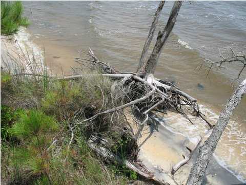 5 Red Barn Road Freeport, FL 32439 - Photo 8 of 9 Gallery Image 8