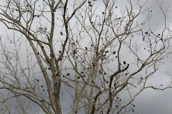 a view of a large yard