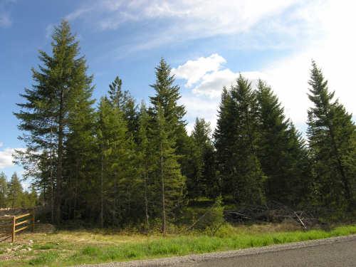 Nnn West Chrisshan Court Rathdrum, ID 83858 - Photo 1 of 1 West view