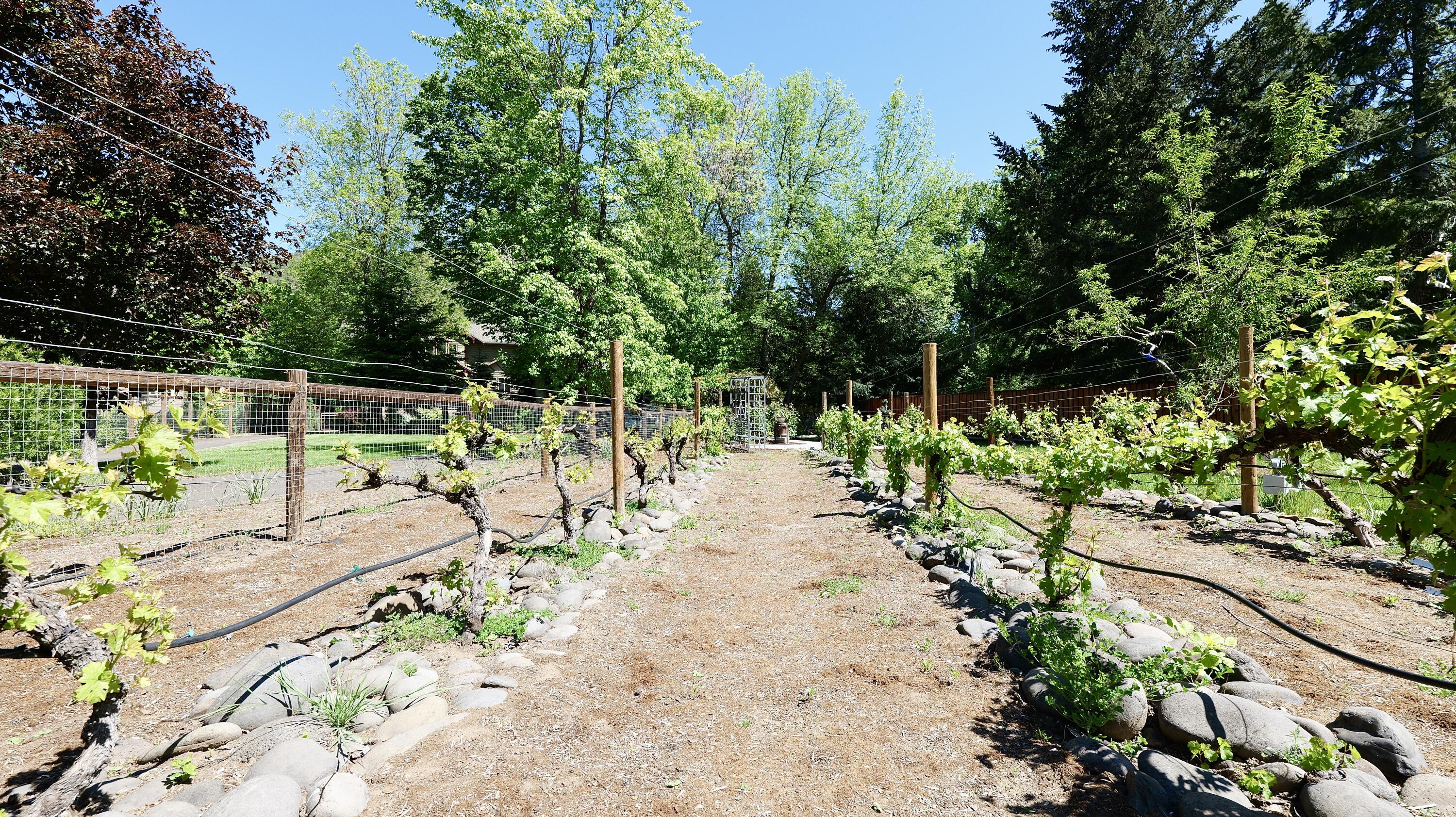 343 Rene Drive Shady Cove, OR 97539 - Photo 108 of 152 Vineyard