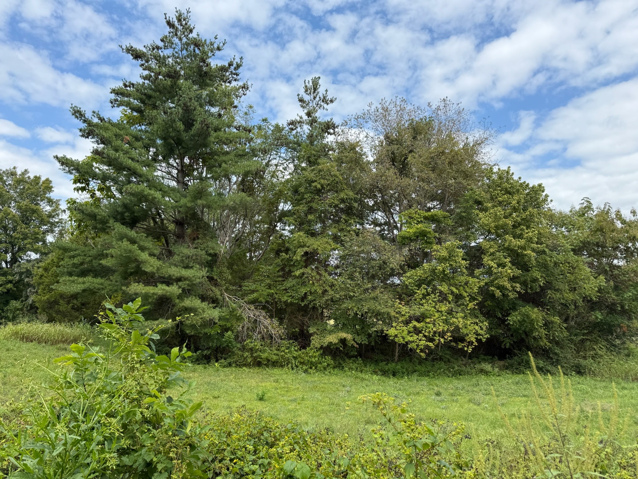 1 County House Road Tompkinsville, KY 42167 - Photo 8 of 9 a view of a garden