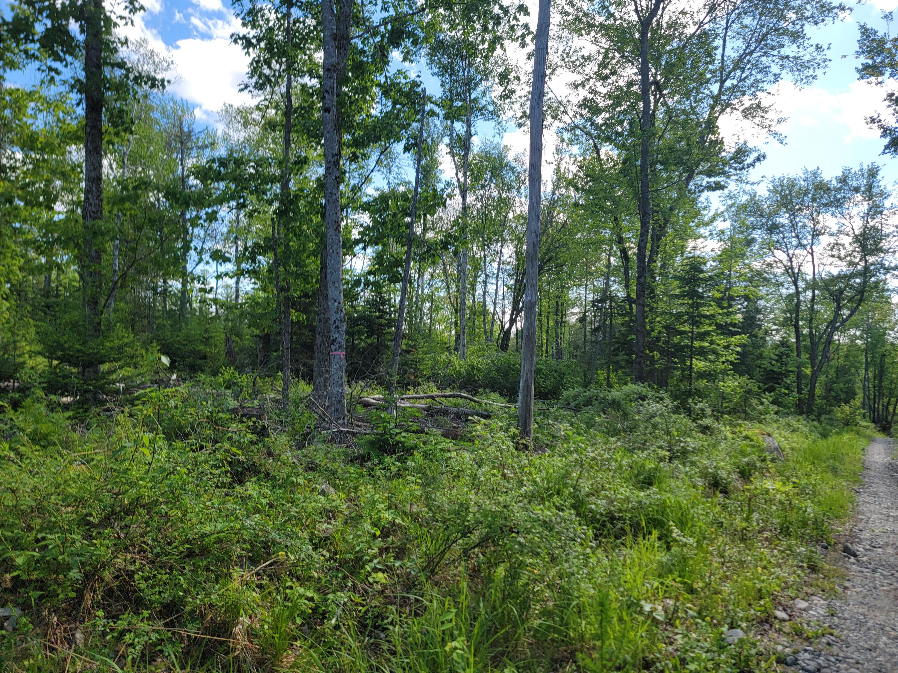 Lot 2 Bayside Road Ellsworth, ME 04605 - Photo 5 of 6 20240529_160455