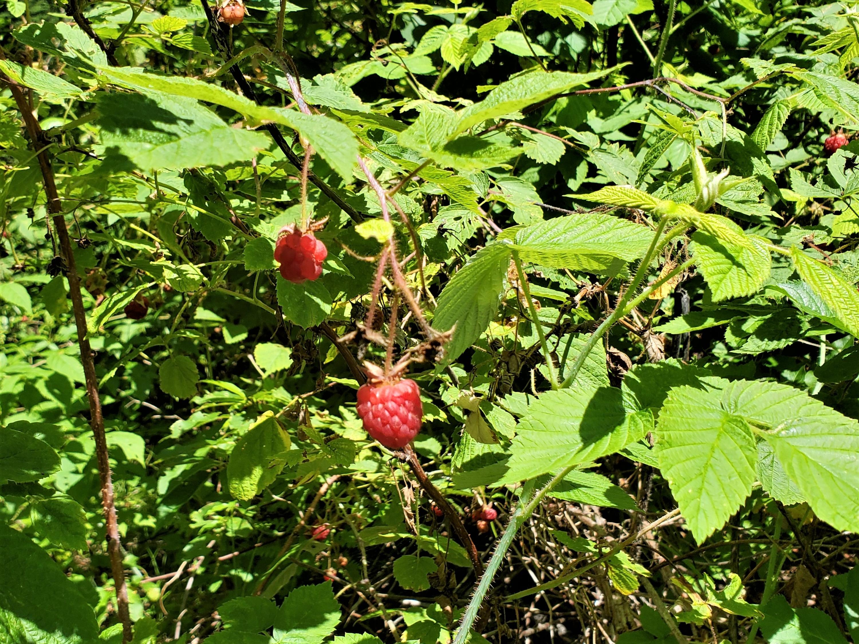 Tbd Chase Pond Road Caratunk, ME 04925 - Photo 12 of 26 Raspberries