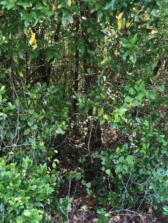 $20,000 | 0 Sweetwater Lane, Barnwell, SC 29812