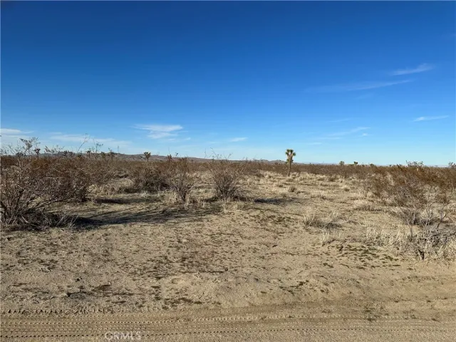 a view of a dry yard with trees
