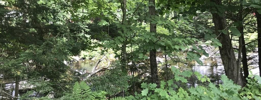 46 Littleville Road Huntington, MA 01050 - Photo 17 of 19 a view of a tree in a forest