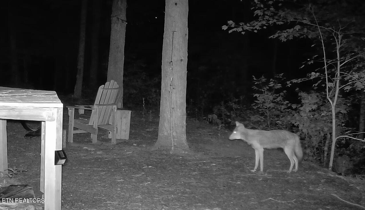 1011 Carrs Creek Road Townsend, TN 37882 - Photo 13 of 13 Coyote