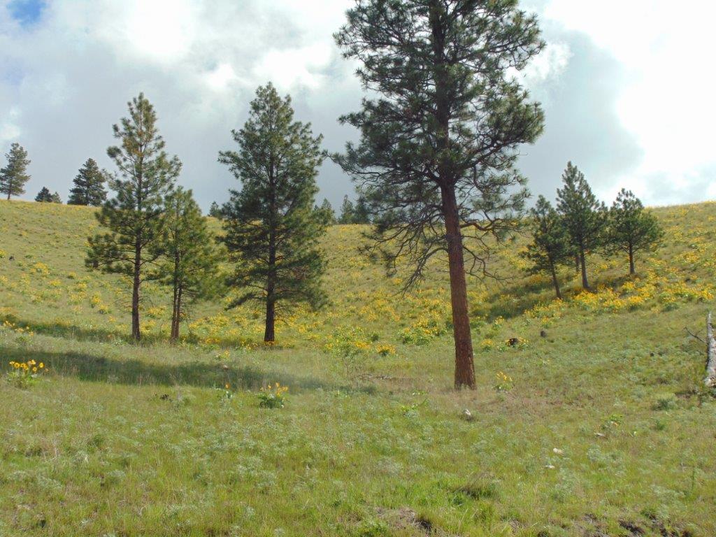 27235 Lazy Springs Road Clinton, MT 59825 - Photo 88 of 94 Gallery Image 88