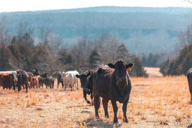 $2,650,000 | 31501 Seminole Lane, Richland, MO 65556