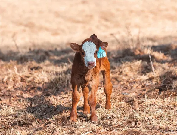 $2,350,000 | 31501 Seminole Lane, Richland, MO 65556