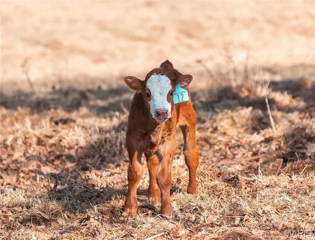 $2,650,000 | 31501 Seminole Lane, Richland, MO 65556