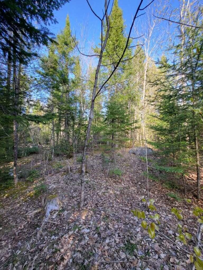 Lot 6 South Oakfield Road Oakfield, ME 04763 - Photo 11 of 23 Resized952023050995172900951705367575507