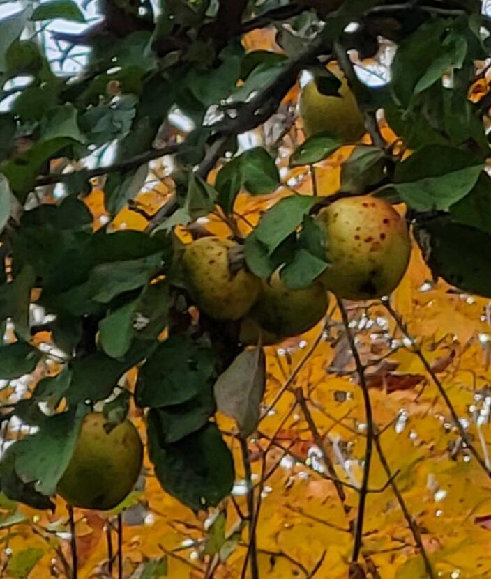 Lot 6 South Oakfield Road Oakfield, ME 04763 - Photo 16 of 23 20231020_163644