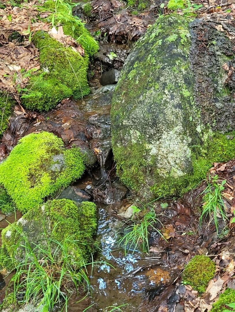 Lot 6 South Oakfield Road Oakfield, ME 04763 - Photo 17 of 23 Resized_20230717_174952_1705370347393