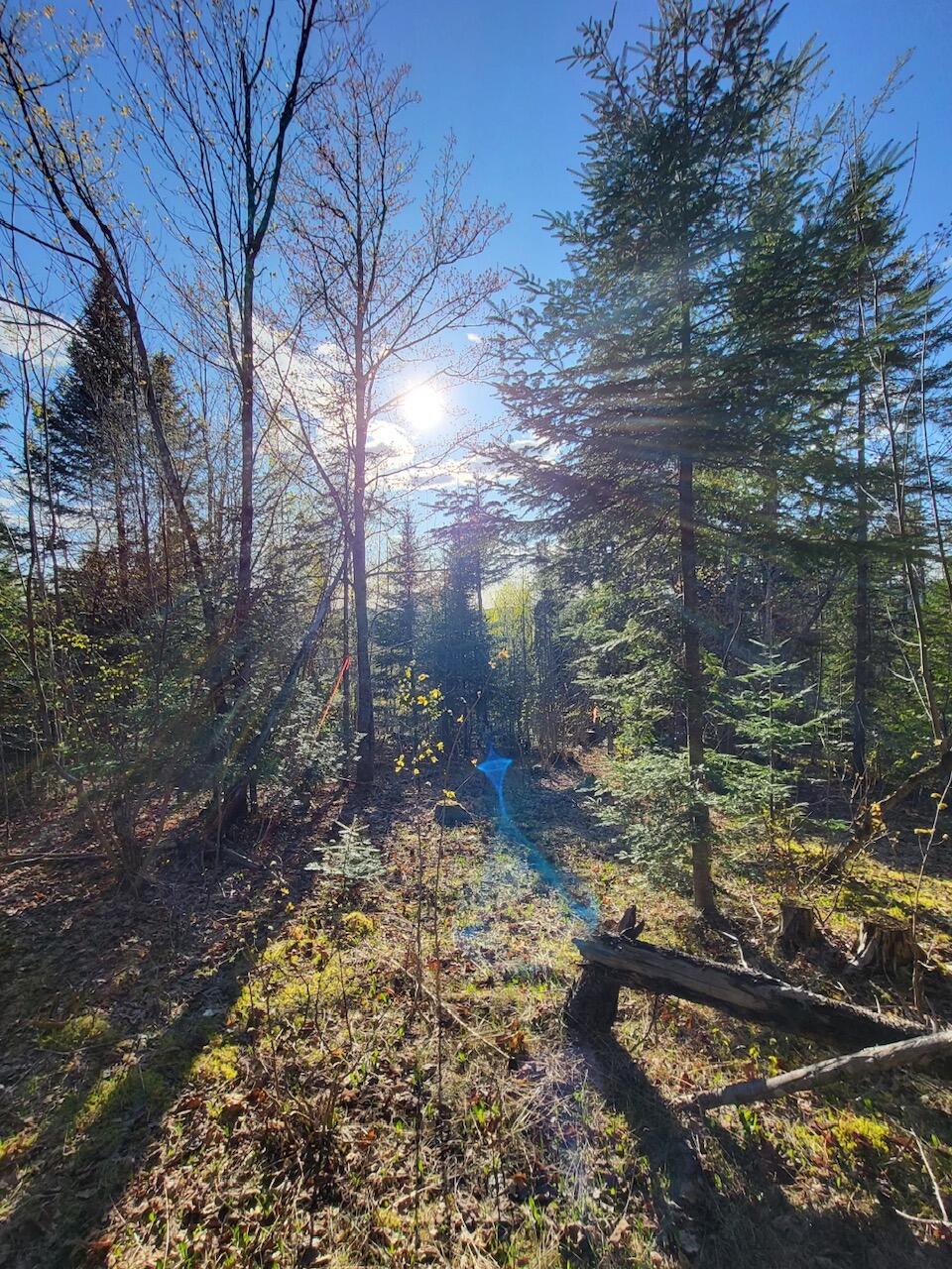 Lot 6 South Oakfield Road Oakfield, ME 04763 - Photo 7 of 23 Resized_20230509_174444_1705367297956