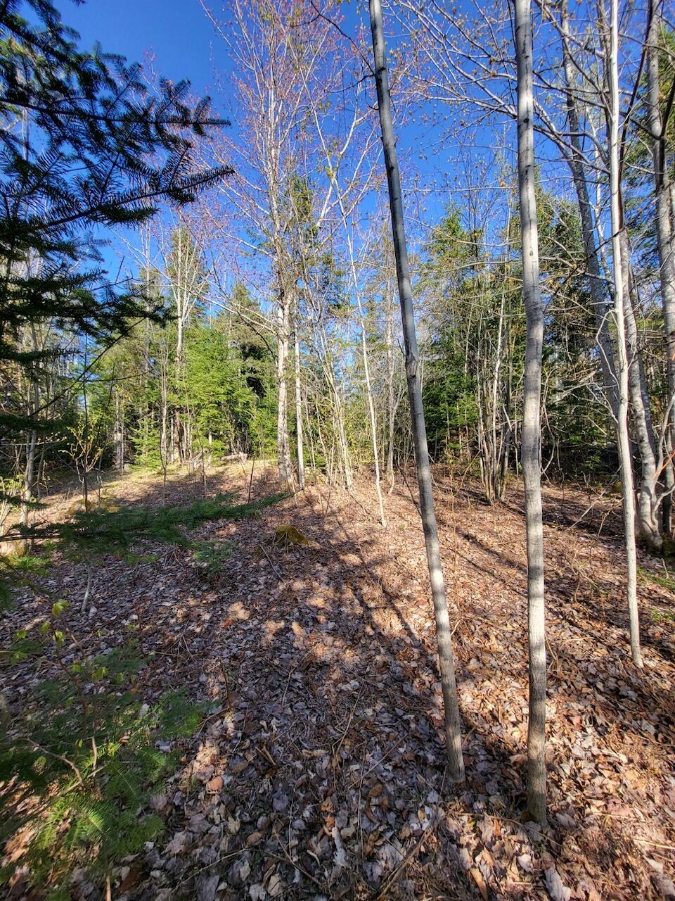 Lot 6 South Oakfield Road Oakfield, ME 04763 - Photo 8 of 23 Resized_20230509_174203_1705367377914