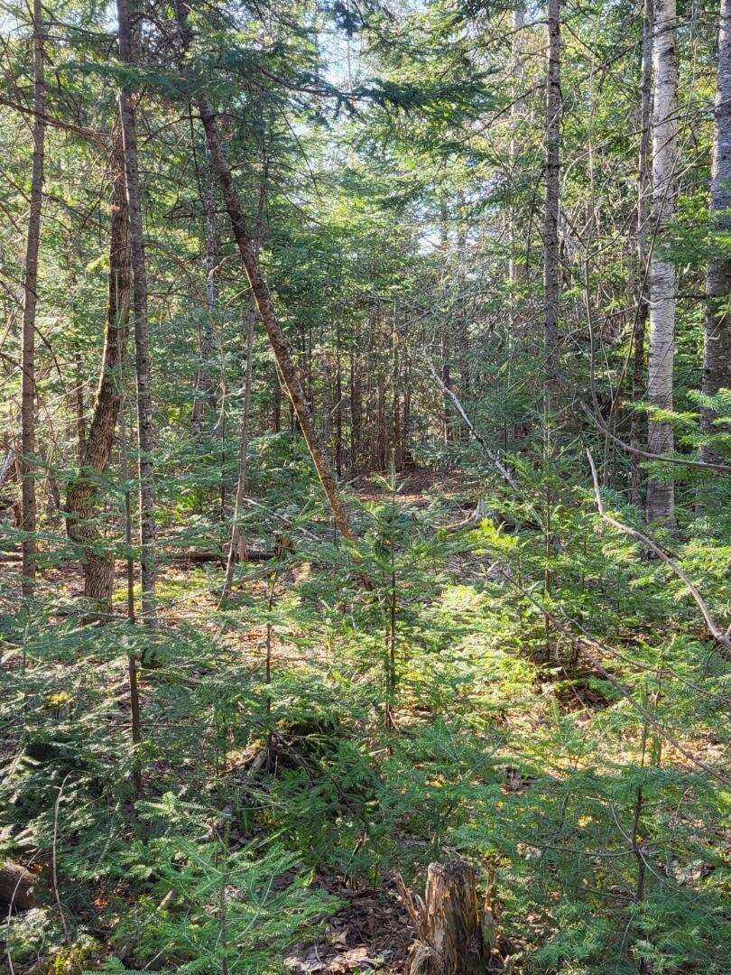 Lot 6 South Oakfield Road Oakfield, ME 04763 - Photo 9 of 23 Resized_Resized_20230509_173516_17053674