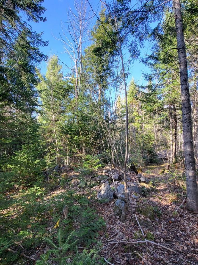 Lot 6 South Oakfield Road Oakfield, ME 04763 - Photo 10 of 23 Resized95Resized952023050995172920951705