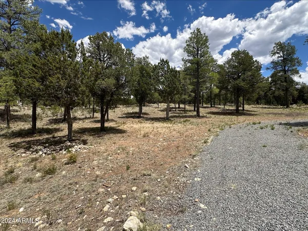 a view of dirt yard with a large tree