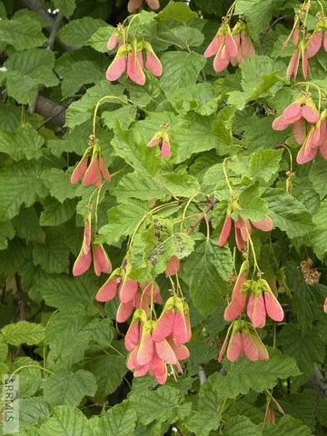 $1,396,000 | 709 East 800 North, Firth, ID 83236