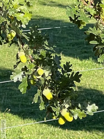 $1,396,000 | 709 East 800 North, Firth, ID 83236