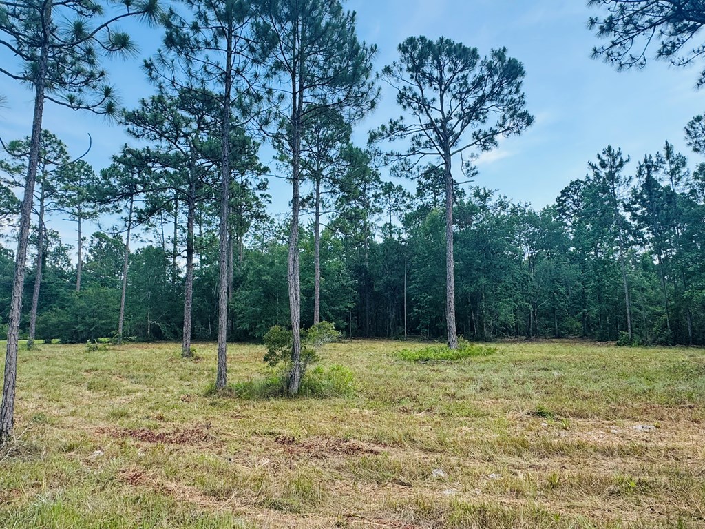 175 Skipper Road Carrabelle, FL 32322 - Photo 6 of 10