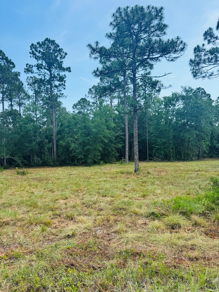 175 Skipper Road Carrabelle, FL 32322 - Photo 7 of 10