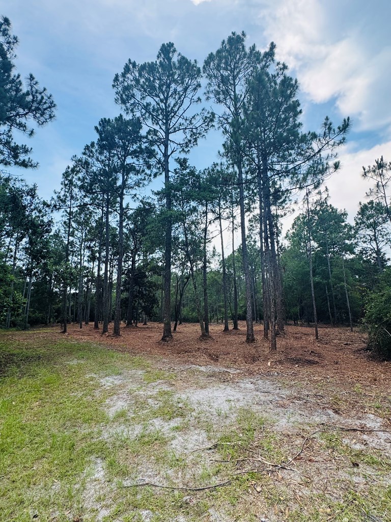 175 Skipper Road Carrabelle, FL 32322 - Photo 9 of 10