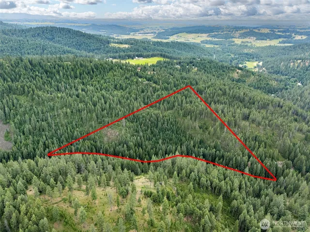 a picture of flowers