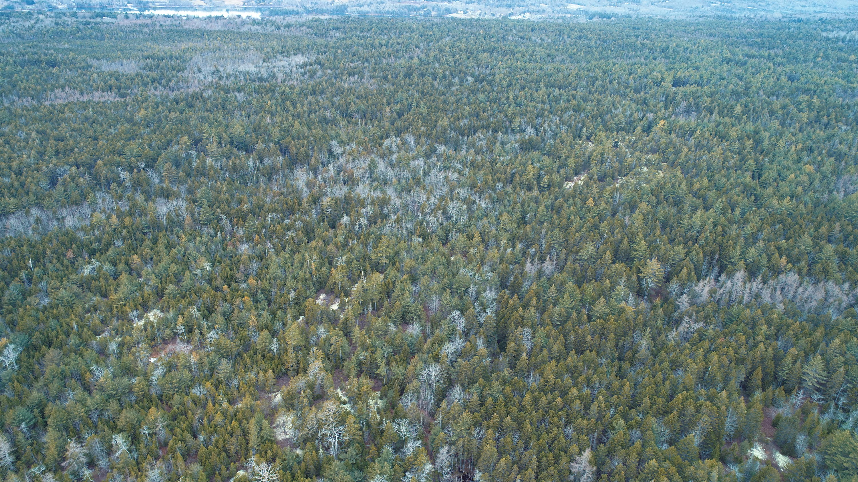 Off Folly Road Brooklin, ME 04616 - Photo 10 of 28 DJI_0009