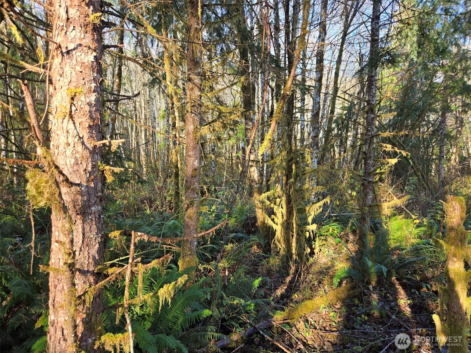 -nka Fall River Road Cosmopolis, WA 98537 - Photo 9 of 13 Gallery Image 9