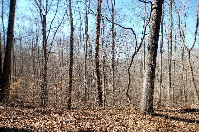 2040 Mandy Ridge Wayland, KY 41666 - Photo 9 of 36 Photo 9