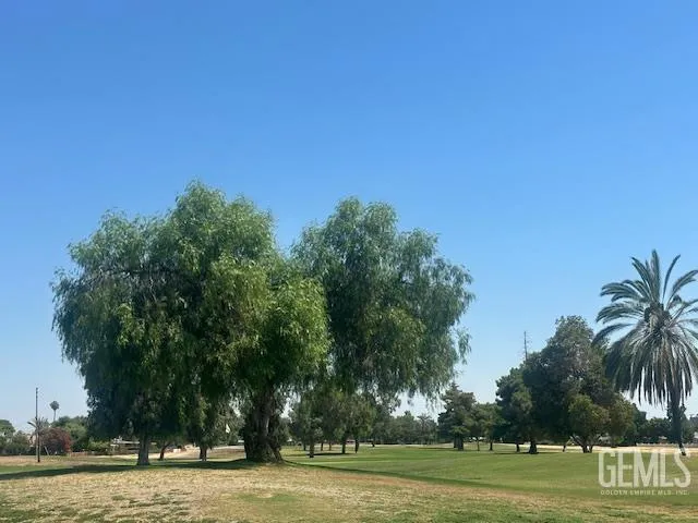 a view of a large trees with a big yard