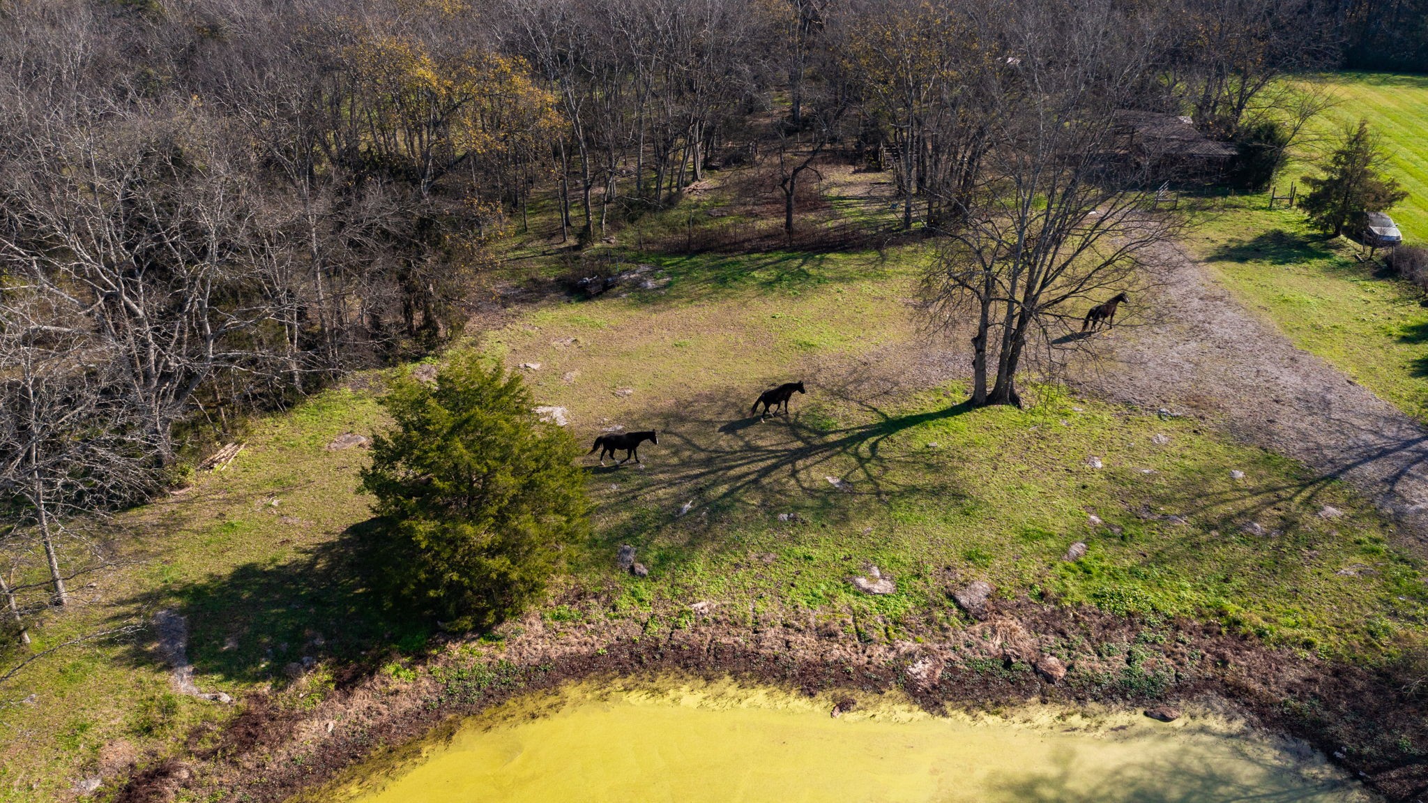 7477 Almaville Road Murfreesboro, TN 37128 - Photo 14 of 29 a view of swimming pool with a yard
