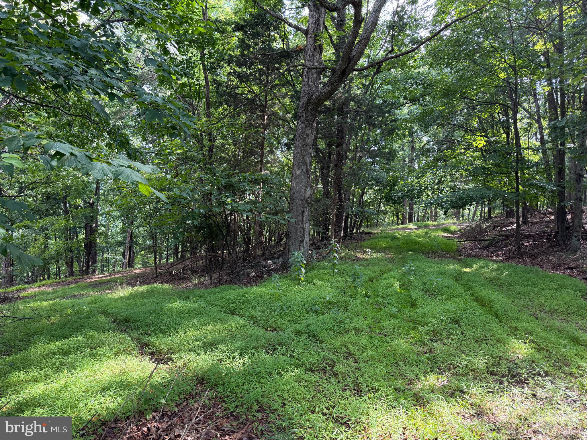 584 Berry Mountain Lane Mathias, WV 26812 - Photo 6 of 17