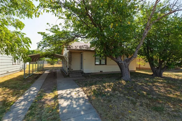 a view of a yard with plants and a large tree