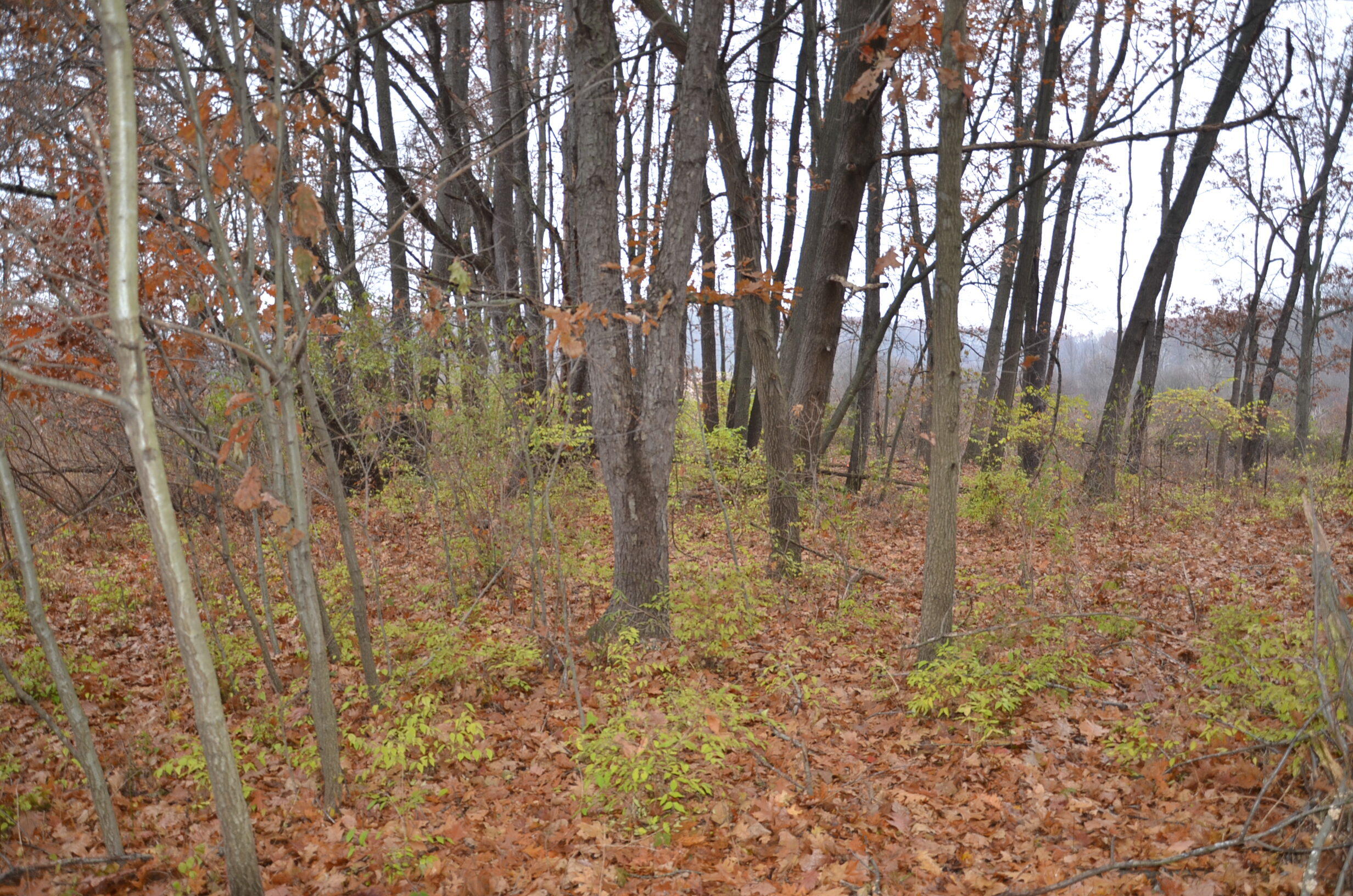 3366 Ludlow Road Albion, MI 49224 - Photo 41 of 52 DSC_5483