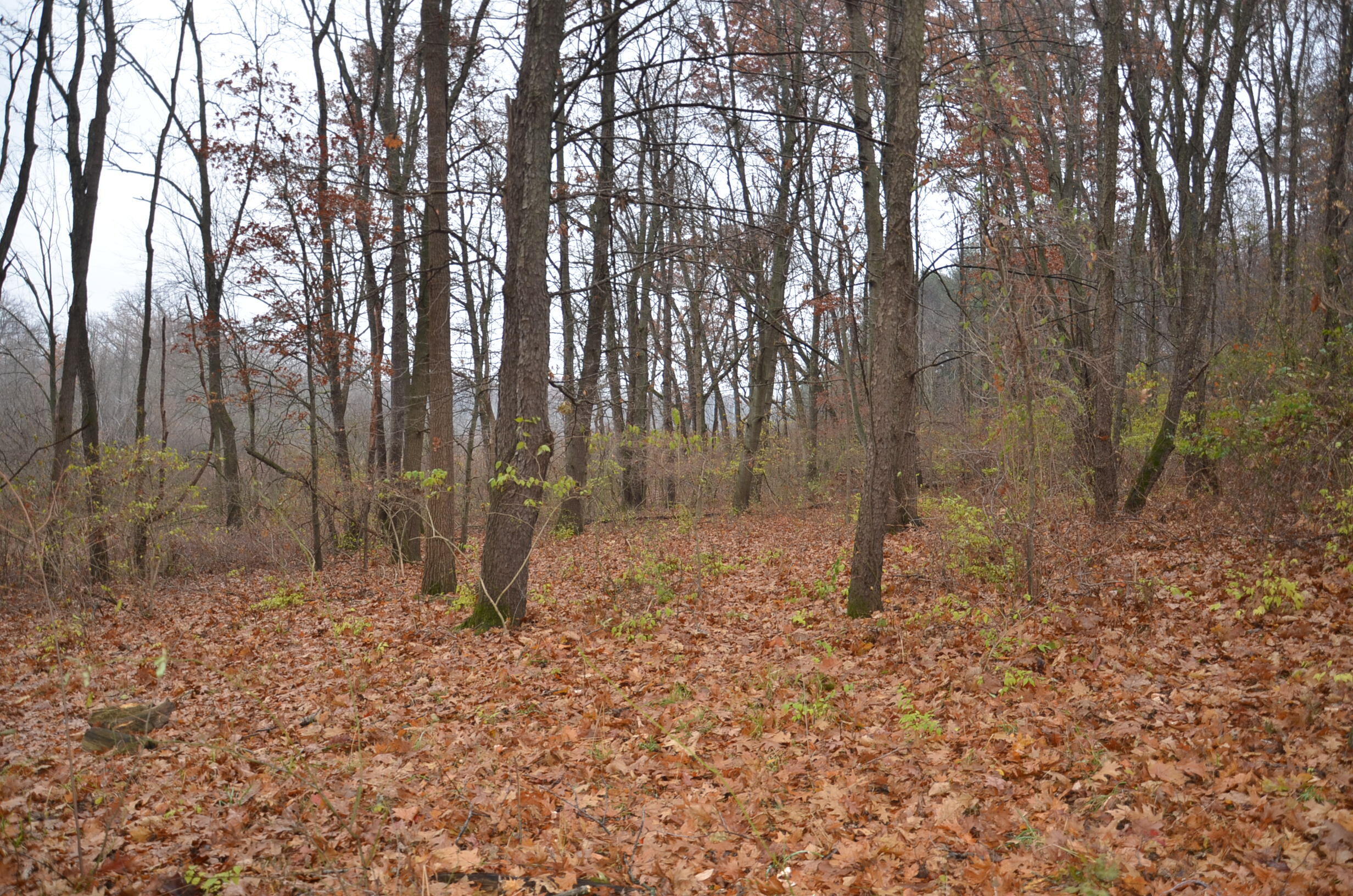 3366 Ludlow Road Albion, MI 49224 - Photo 42 of 52 DSC_5484