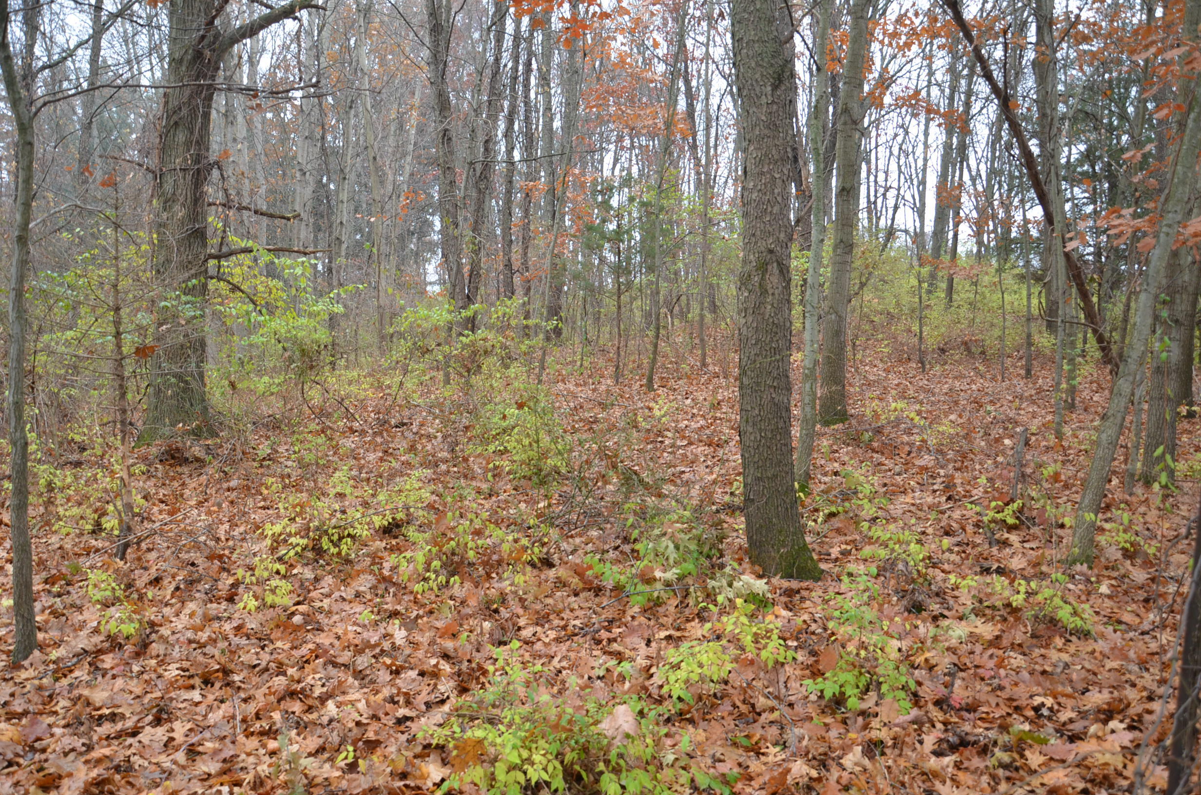3366 Ludlow Road Albion, MI 49224 - Photo 43 of 52 DSC_5485