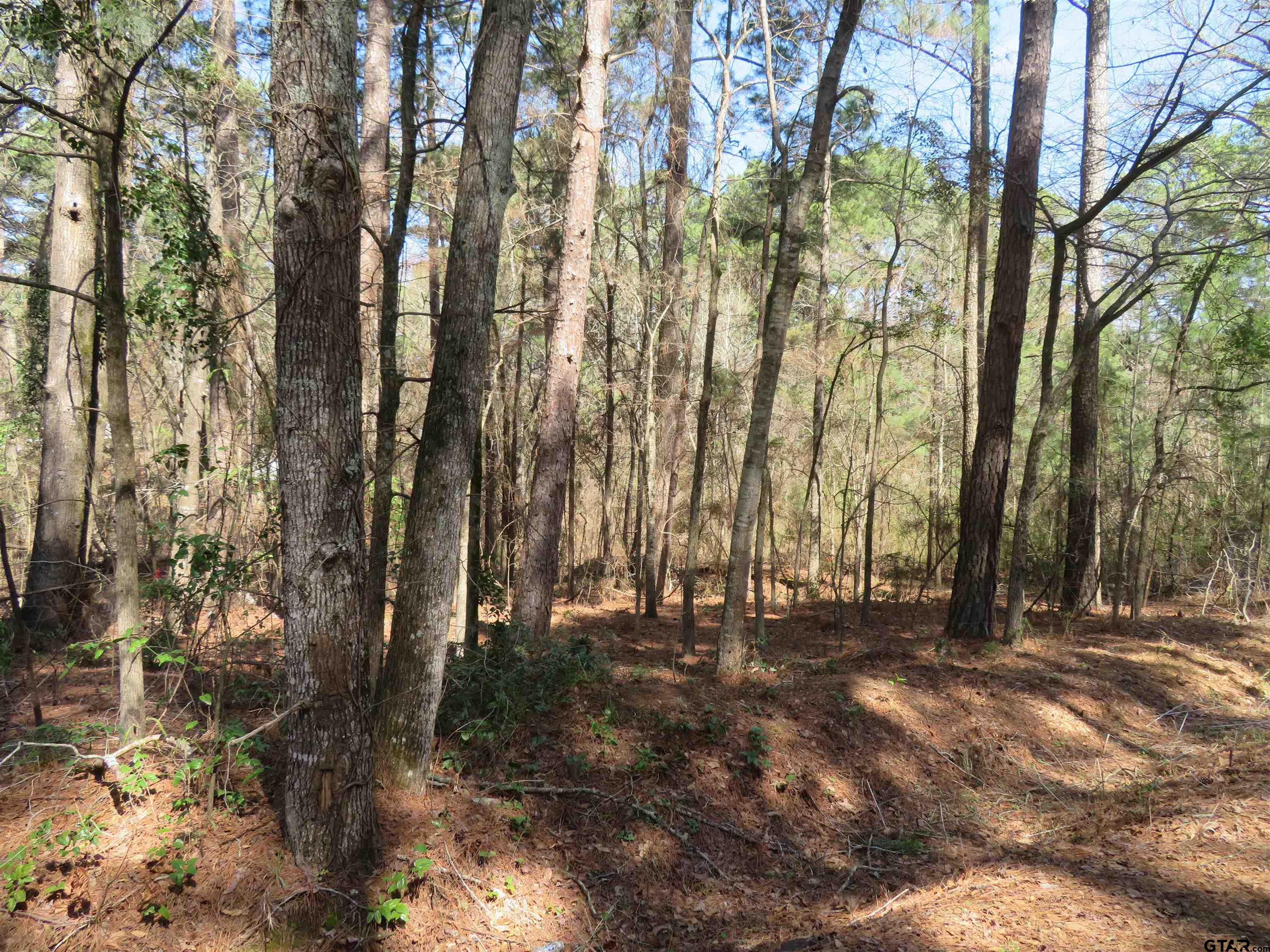 a view of outdoor space with trees