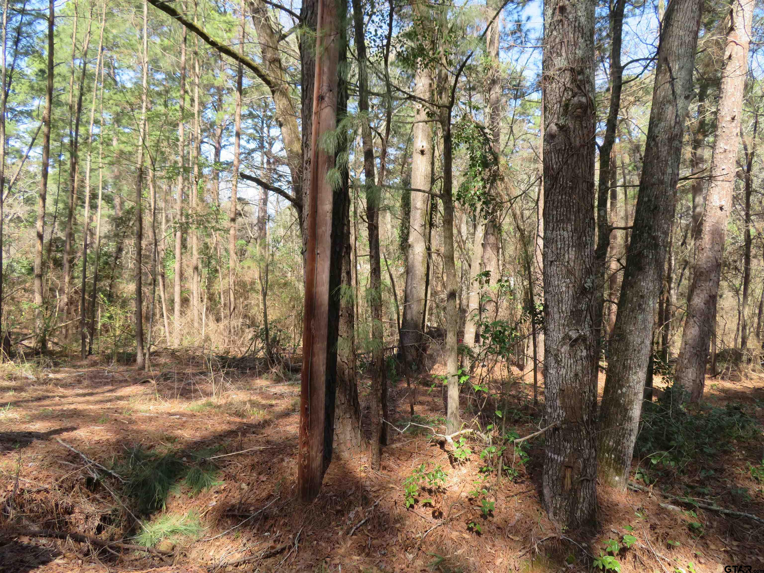 19904 Channel View Drive Flint, TX 75762 - Photo 2 of 5 a view of outdoor space with trees