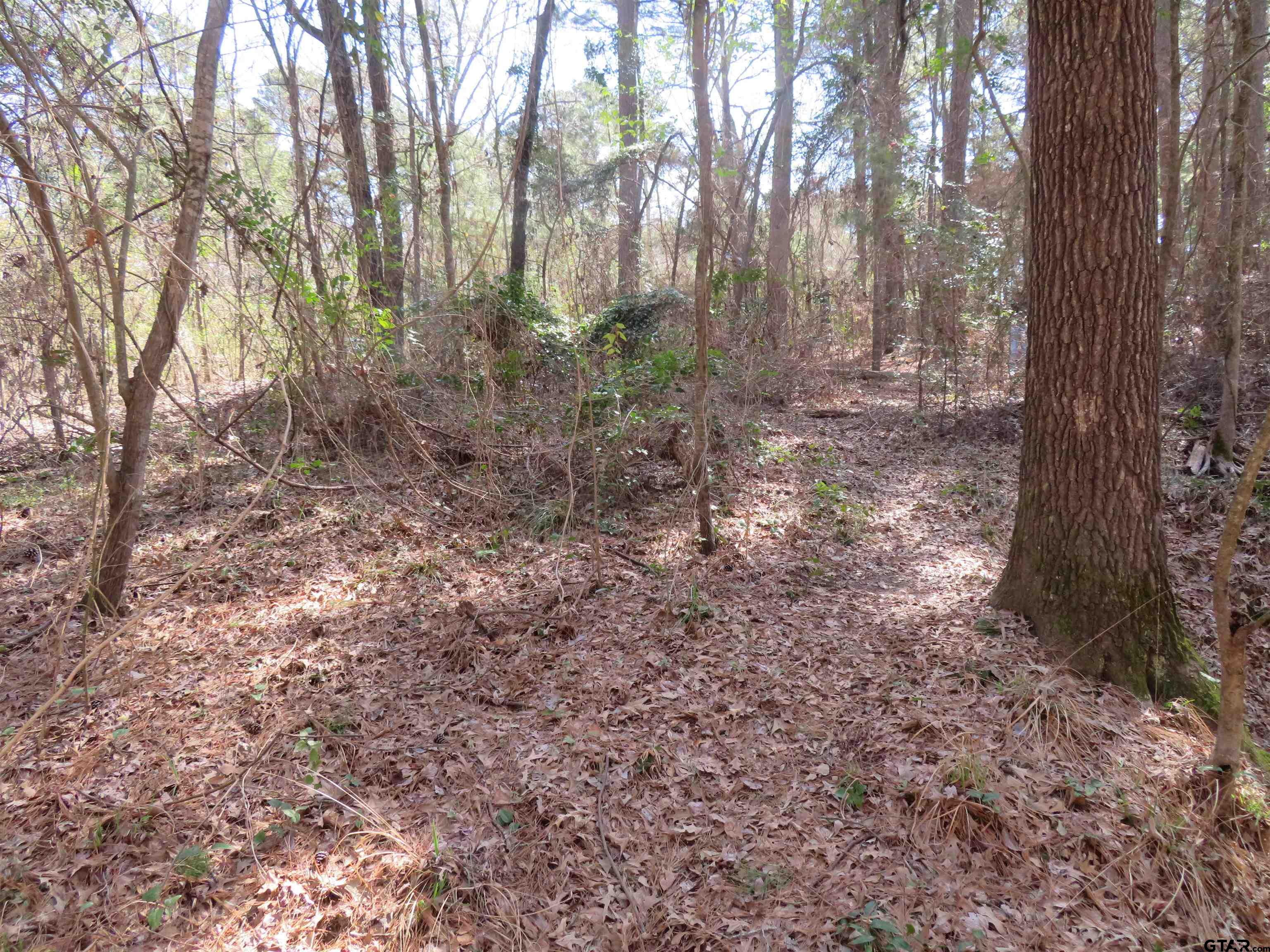 19904 Channel View Drive Flint, TX 75762 - Photo 5 of 5 a view of forest