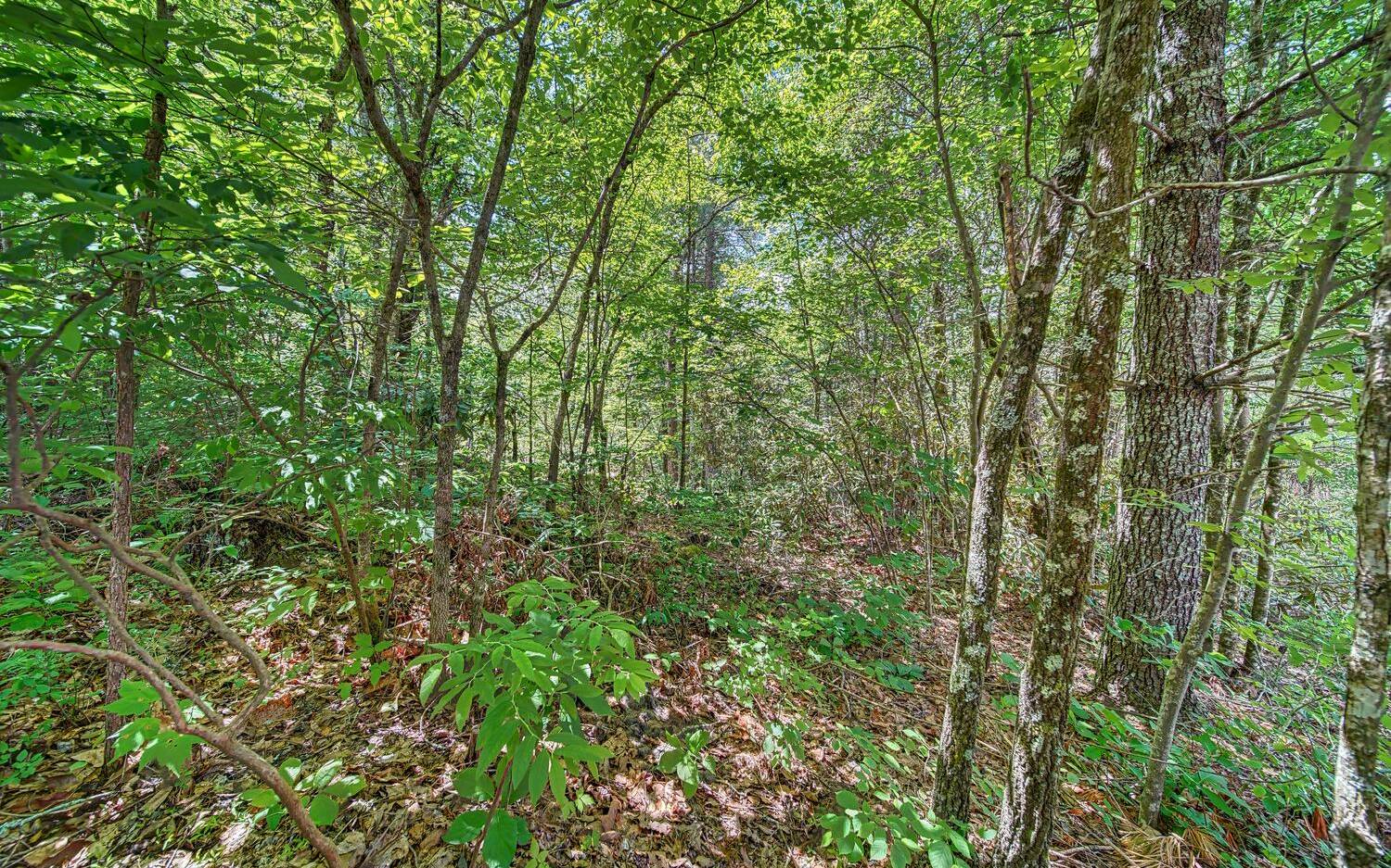 6-ac Katydid Road Morganton, GA 30560 - Photo 21 of 21 Additional View