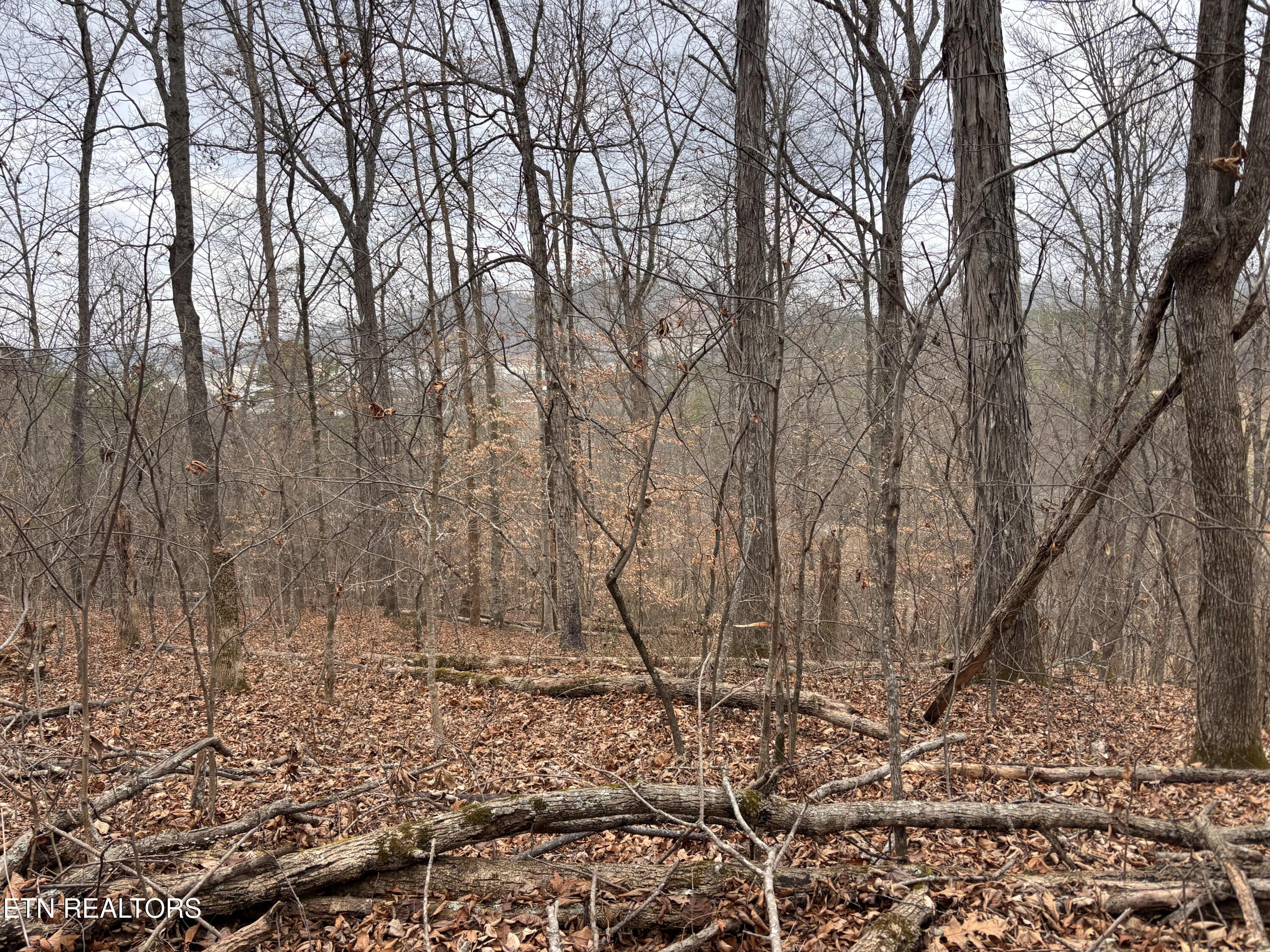 Mcgaha Hollow Road Dandridge, TN 37725 - Photo 3 of 17 IMG_3462