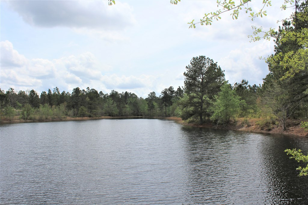 464 Webbs Pond Road Williston, SC 29853 - Photo 6 of 17